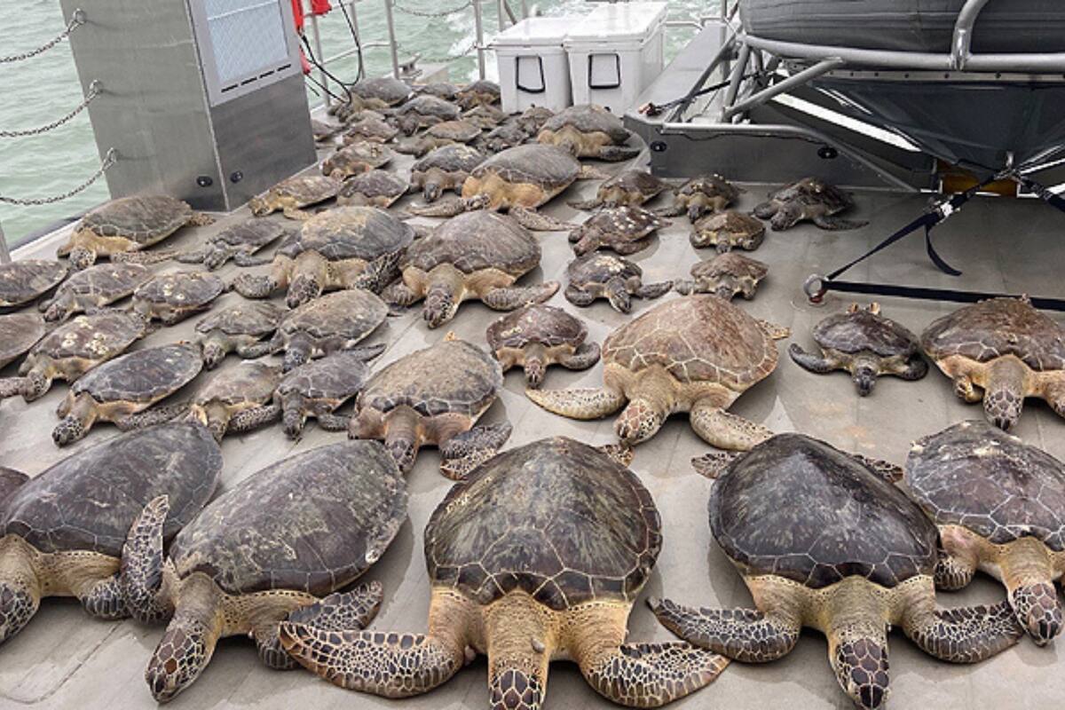 La ola de frío que afectó a Texas, no sólo impactó a los humanos, sino que repercutió en varias especies de animales
