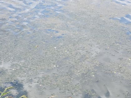 La omisión del Estado provincial para implementar una política sanitaria y ambiental adecuada lleva más de veinte años, advirtió el juez