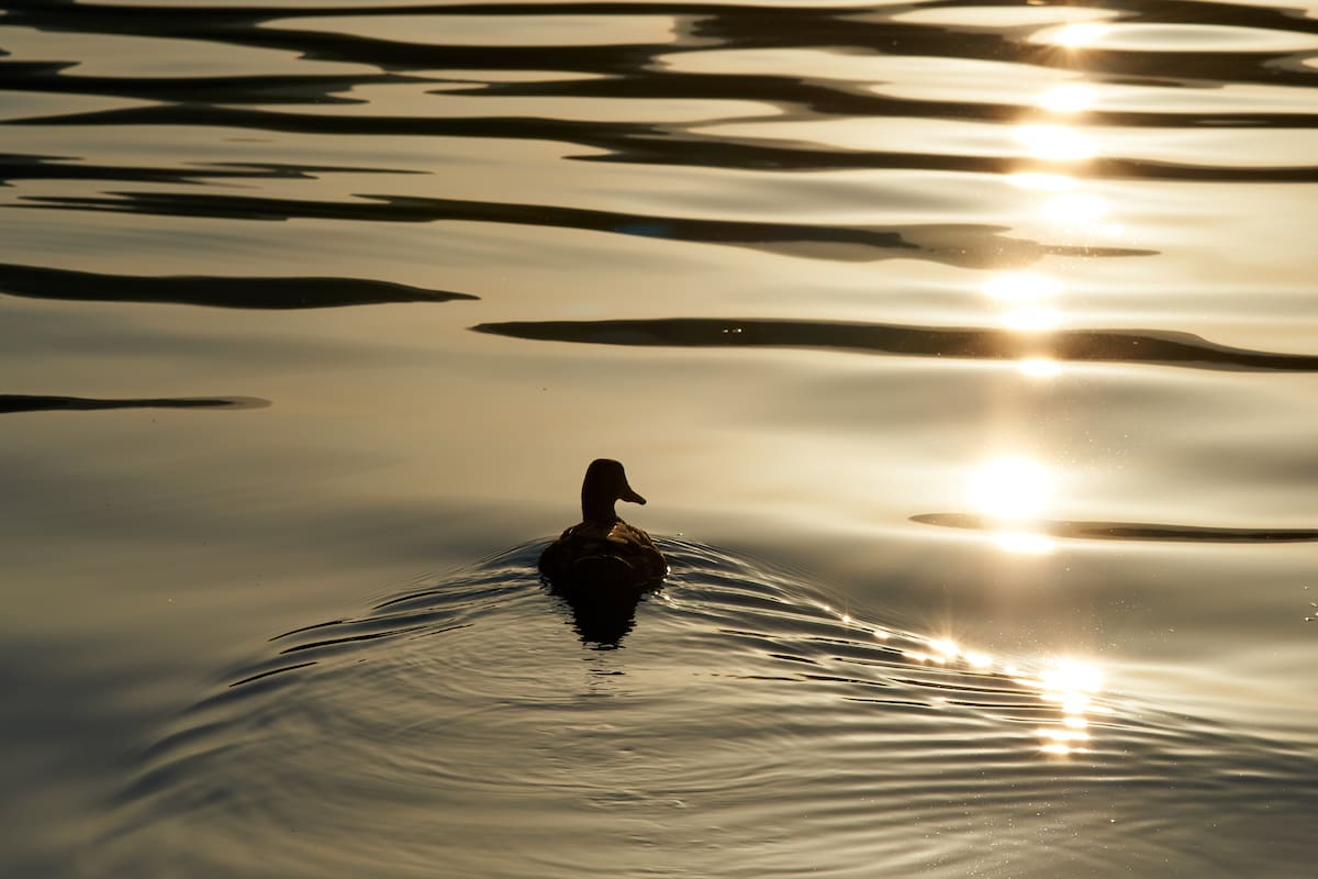 “La onda que deja el pato mientras nada", un verso de la poeta May Sarton