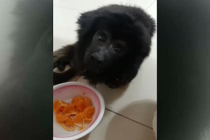 La ONG Pájaros Caídos quedó al cuidado de "Coco", el mono rescatado de la mansión de las fiestas clandestinas de Belgrano R