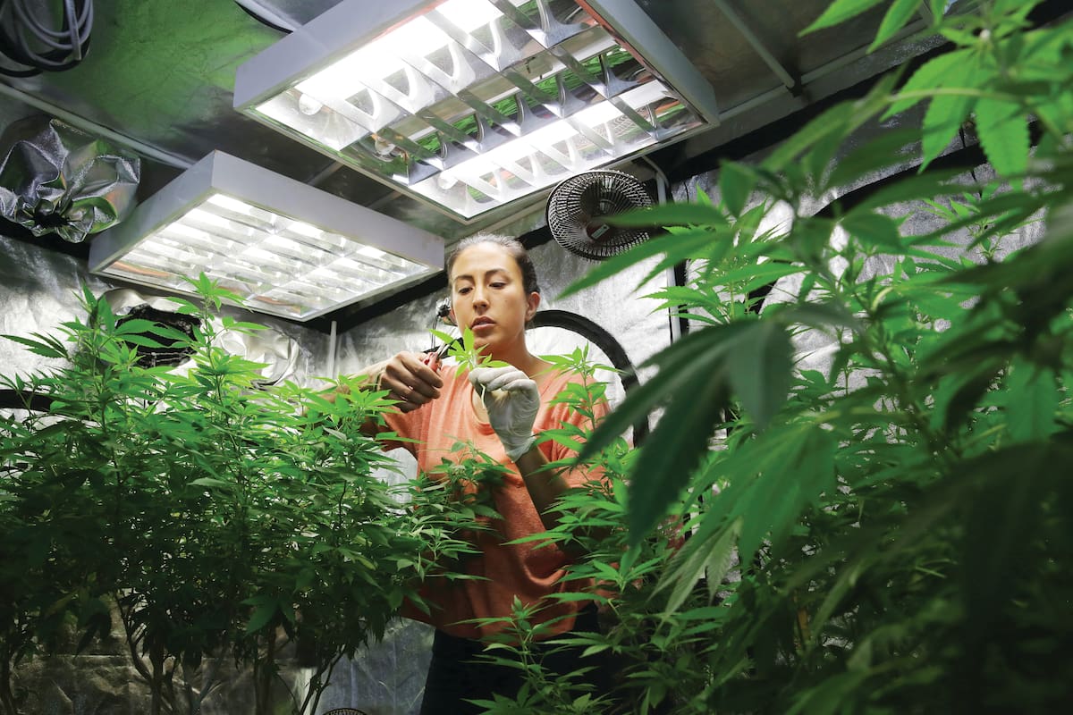 La ONU ya reconoció las propiedades terapéuticas del cannabis