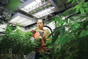 La ONU ya reconoció las propiedades terapéuticas del cannabis