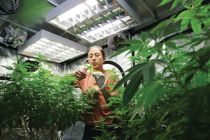 La ONU ya reconoció las propiedades terapéuticas del cannabis