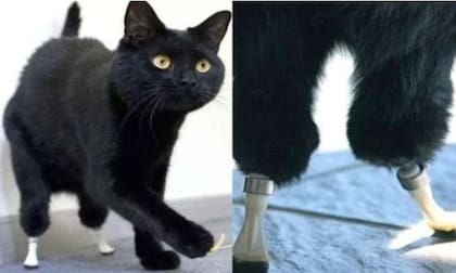 La operación de Óscar fue un antes y un después en el mundo de las prótesis para animales (Foto: Reddit)