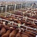 Comenzó la semana con alzas en el Mercado Agroganadero de Cañuelas