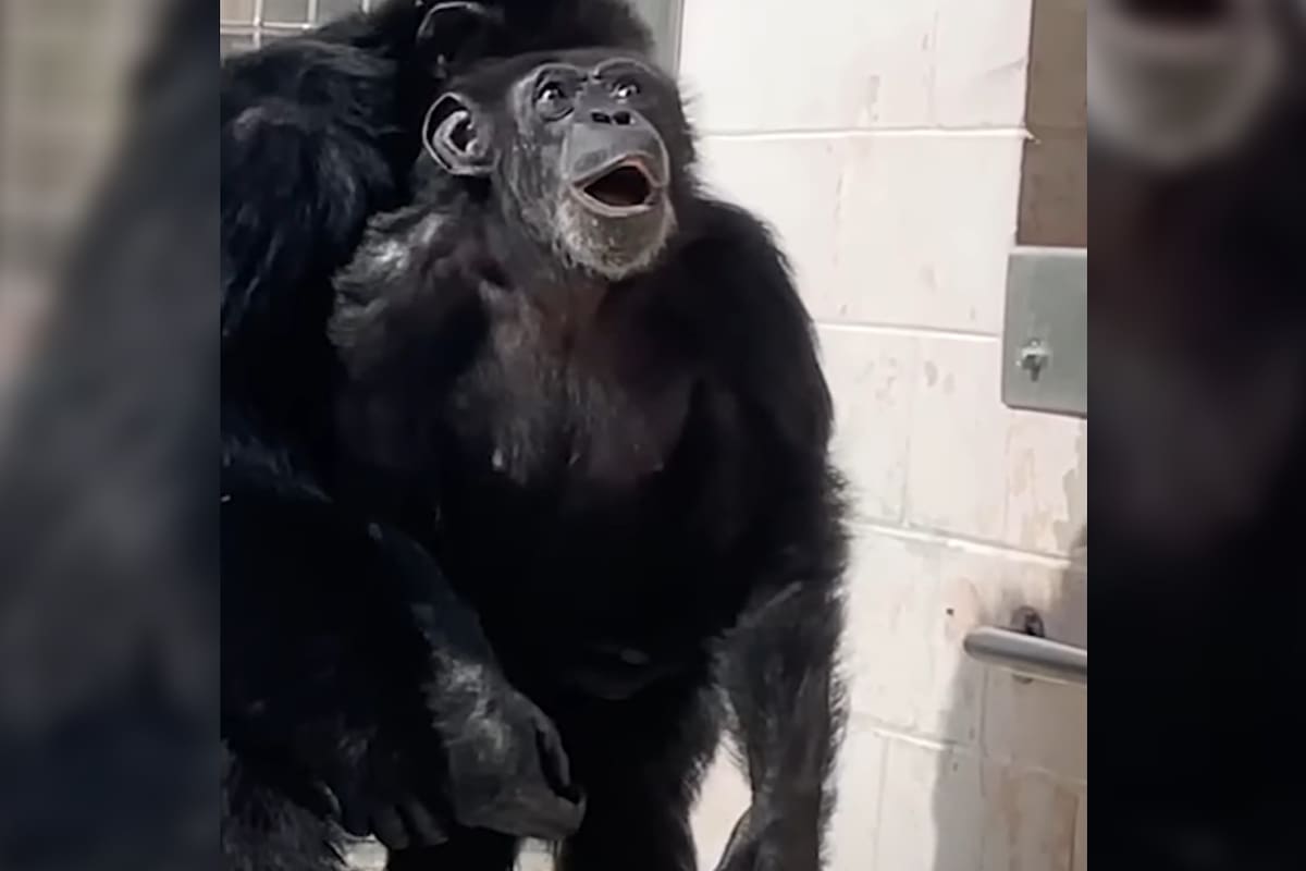 La orangutana quedó atónita al observar por primera vez el cielo