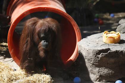 La orangutana Sandra, el día anterior a viajar a Estados Unidos