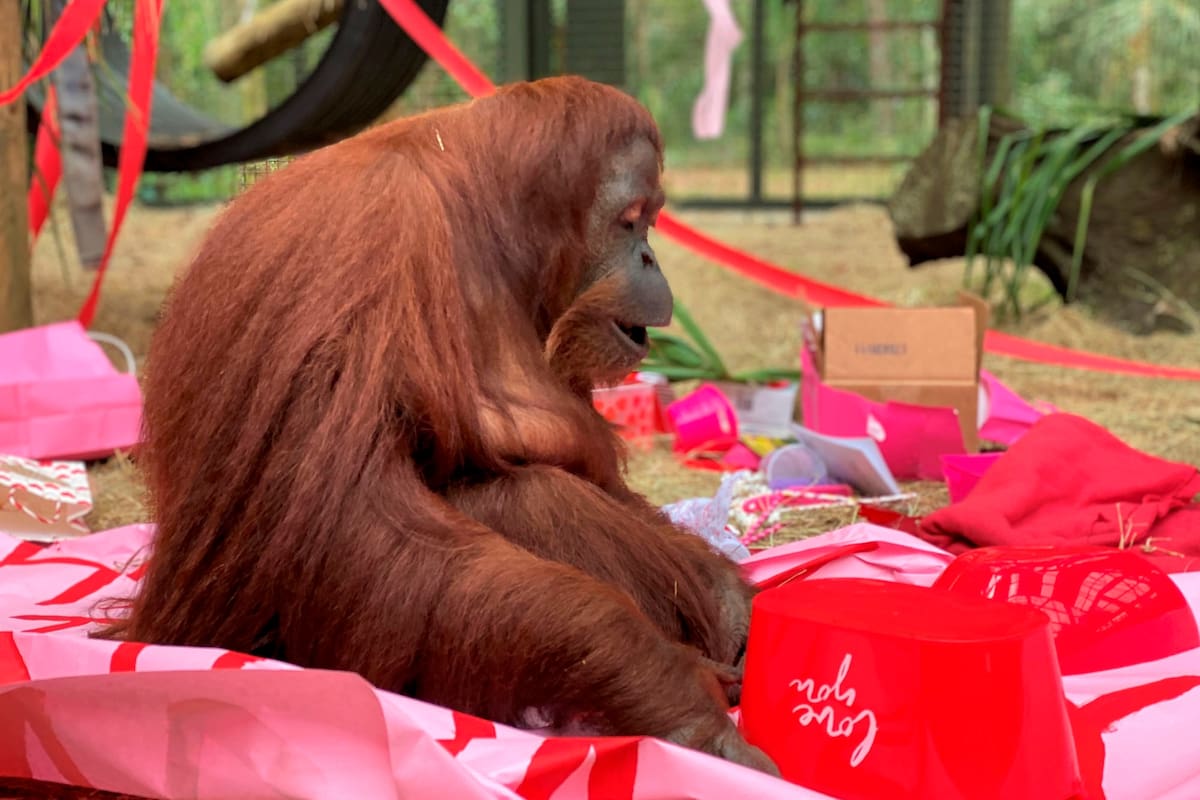 La orangutana Sandra, plácidamente sentada