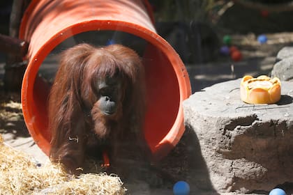 La orangutana Sandra será trasladada mañana del Ecoparque a un santuario en Estados Unidos