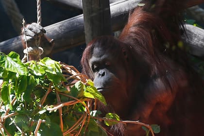 Mañana al mediodía la orangutana saldrá del Ecoparque porteño, donde se encuentra alojada desde 1994