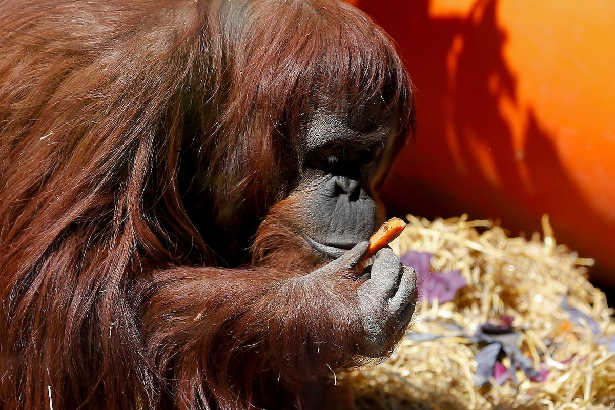La orangutana Sandra será trasladada mañana del Ecoparque a un santuario en Estados Unidos
