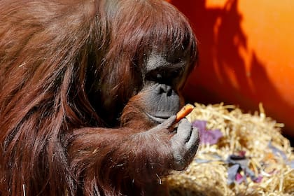 La orangutana Sandra será trasladada mañana del Ecoparque a un Centro para Grandes Simios en Estados Unidos