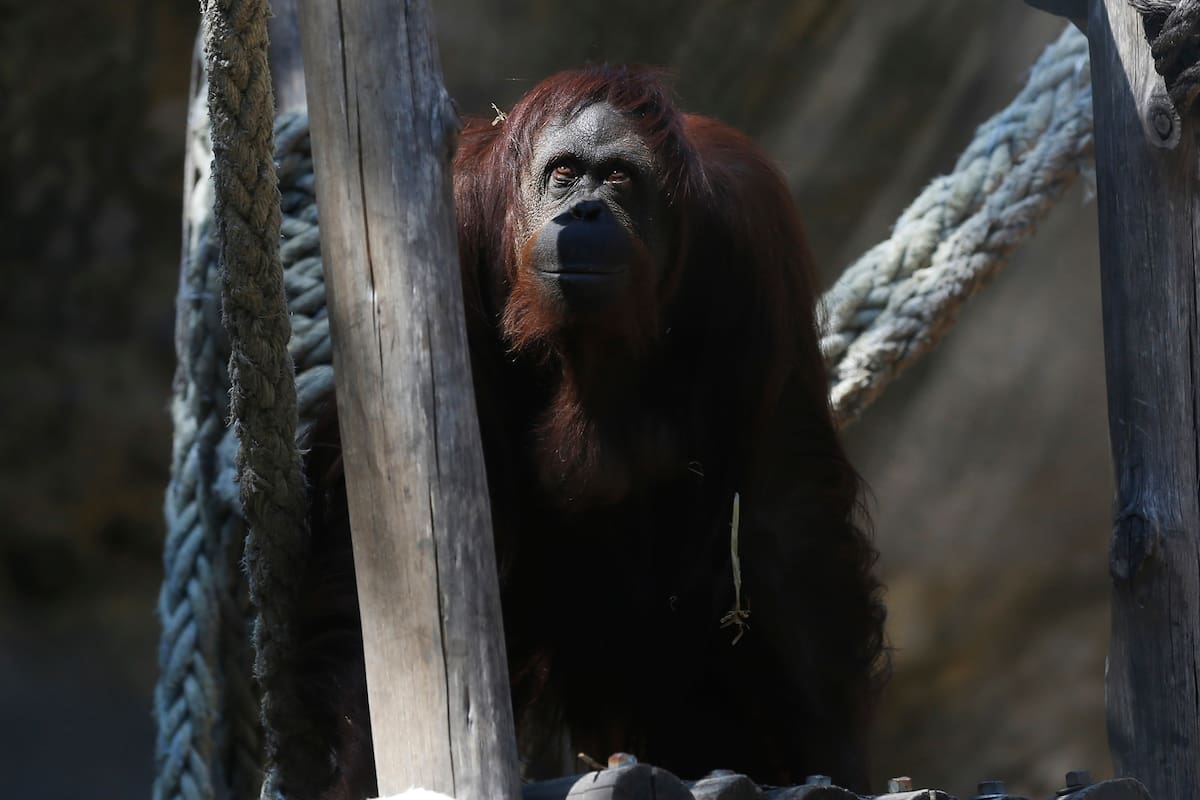 La orangutana Sandra será trasladada mañana del Ecoparque a un santuario en Estados Unidos