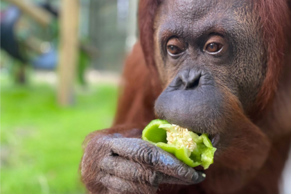 La orangutana Sandra se encuentra en el refugio Centro para Grandes Simios de Florida, en Estados Unidos
