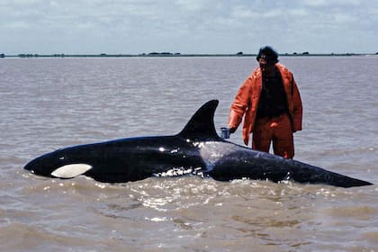 La orca fue rescatada en 1992 en la Bahía de Samborombón