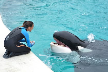 La orca Kshamenk y Florencia Speciale, su entrenadora en Mundo Marino