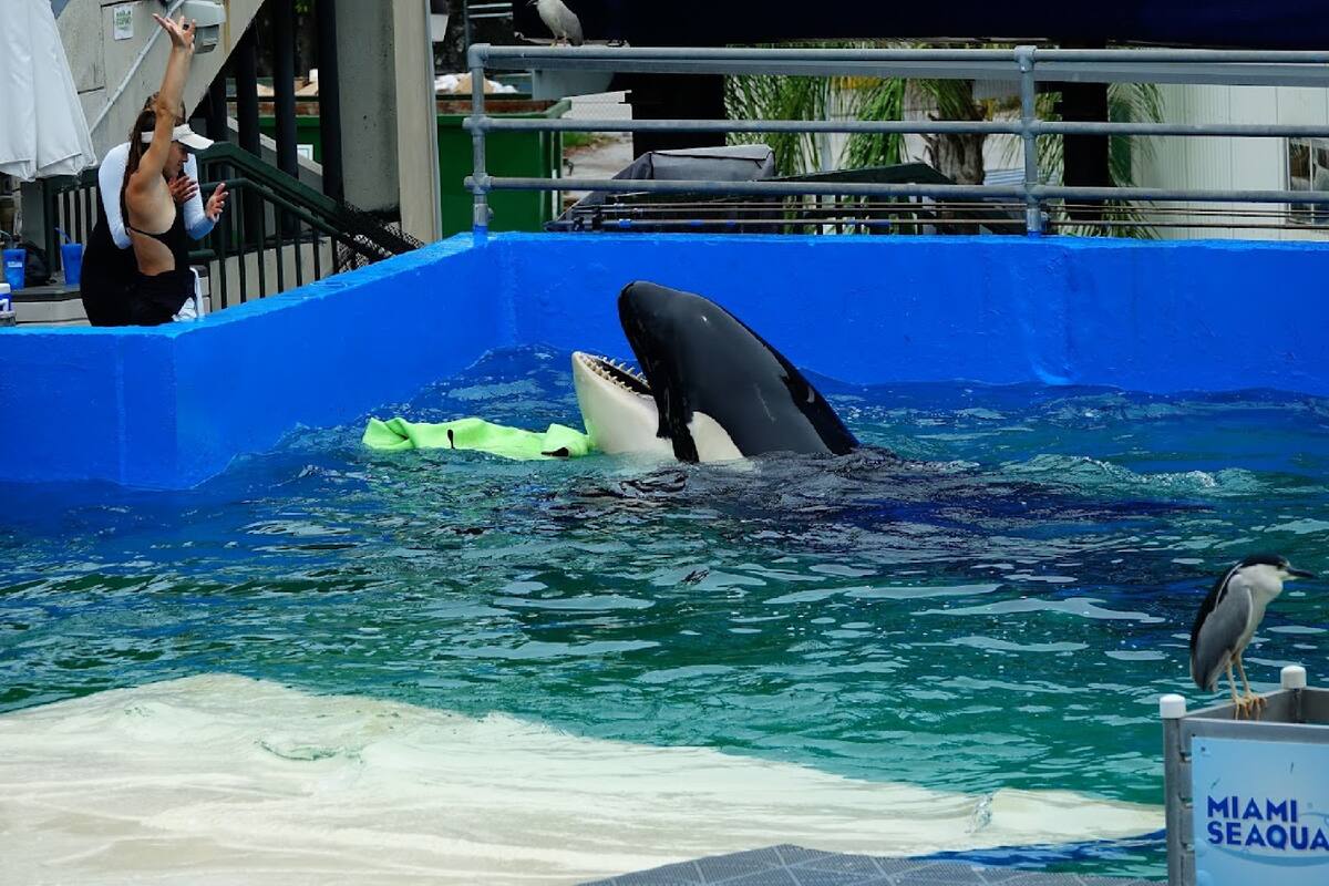 La orca Lolita del Seaquarium de Miami será liberada