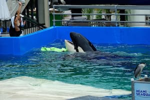 La orca Lolita del Seaquarium de Miami será liberada