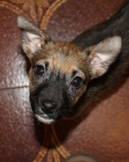 La organización busca una adopción responsable para Luzia (Foto: Instagram @patitasalrescate)