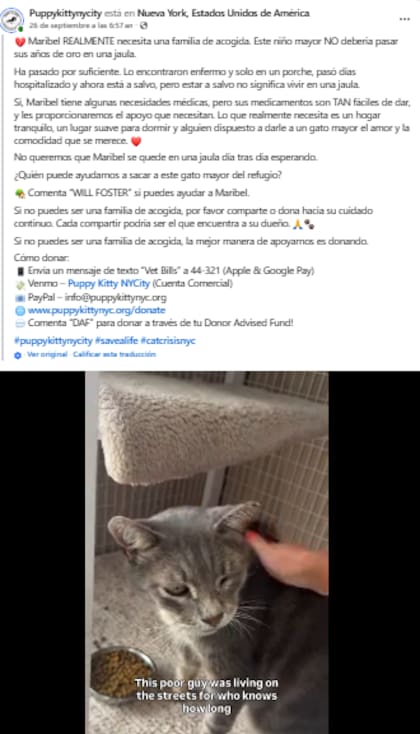 La organización compartió la historia del animal a través de sus redes sociales (Captura: Facebook / PuppyKittyNYCity)
