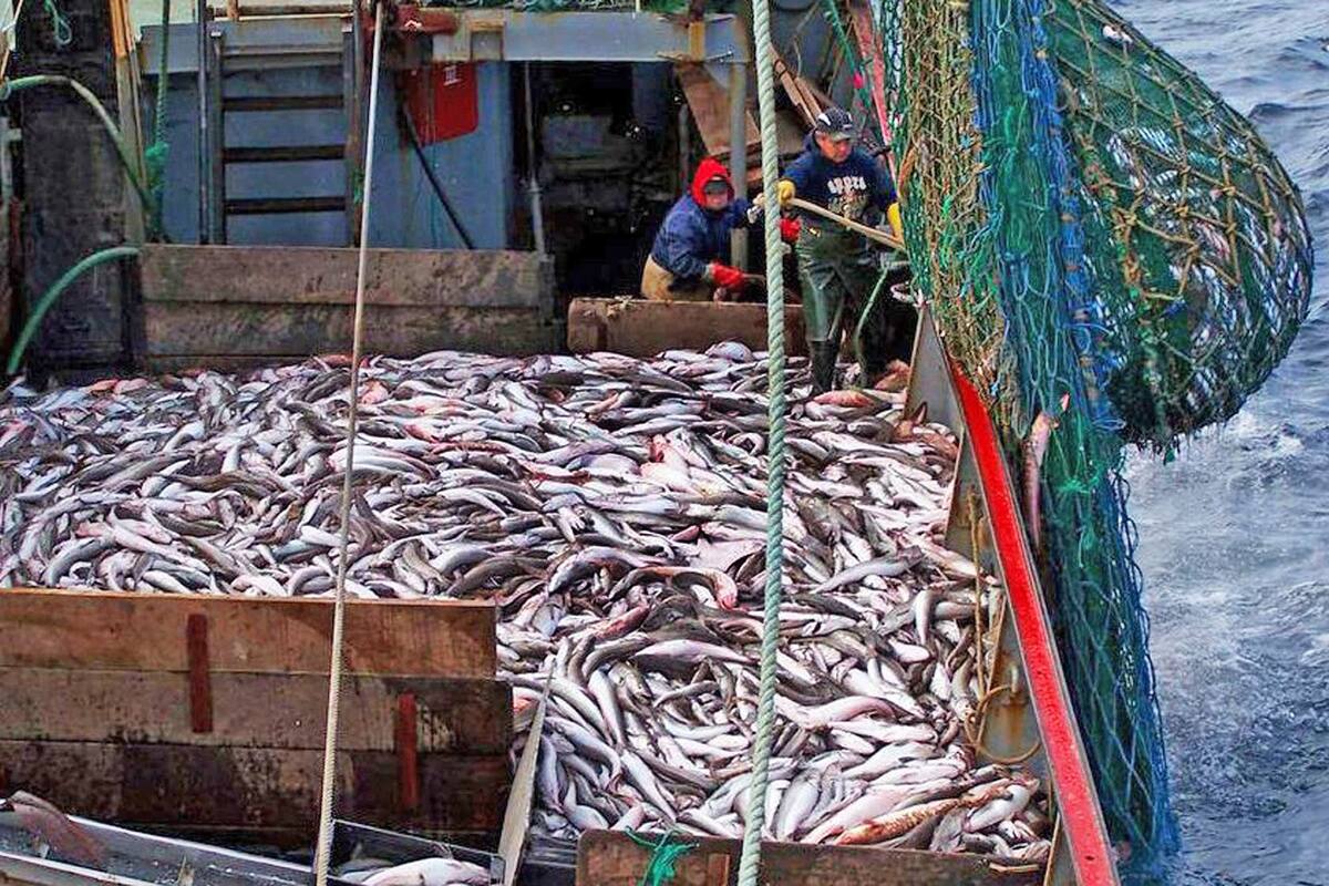 La Organización de las Naciones Unidas para la Alimentación y la Agricultura (FAO por sus siglas en inglés), estima que alrededor del 33,1% de las poblaciones de peces del mundo están sobreexplotadas