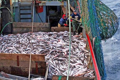 La Organización de las Naciones Unidas para la Alimentación y la Agricultura (FAO por sus siglas en inglés), estima que alrededor del 33,1% de las poblaciones de peces del mundo están sobreexplotadas