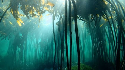 La organización Sea Change Project está detrás de la producción de "My Octopus Teacher"