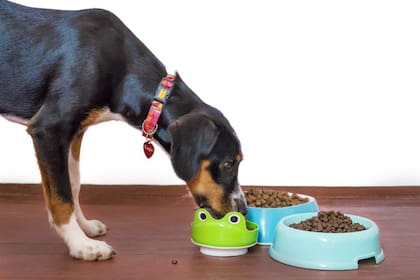 La organización señaló que se debe elaborar un plan de acción para las mascotas