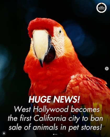 La organización World Animal Protection US y la alcaldesa Chelsea Lee Byers celebraron en redes sociales la aprobación de la ordenanza (Instagram/@chelsealeebee)
