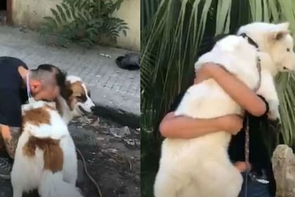La organización ya reunió a más de 20 mascotas con sus familias. Fuente: Animals Lebanon