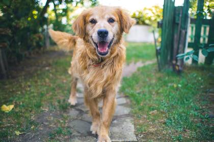 La orina de las mascotas puede ser perjudicial para el césped.