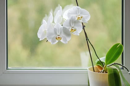 La orquídea es una de las plantas de interior más lindas y elegantes para tener en cualquier ambiente