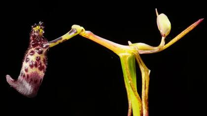 La orquídea martillo verrugosa (Drakaea livida) es una de las 10 especies conocidas de Drakaeas que imitan a avispas hembras específicas