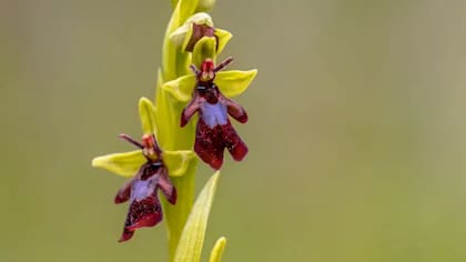 La orquídea mosca, a pesar de parecerse a una mosca para los humanos, atrae a las avispas excavadoras macho imitando el olor de una avispa hembra