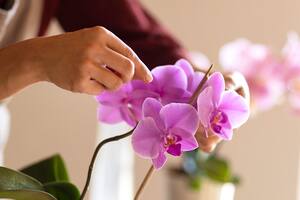 La orquídea no solo embellece, sino que también atrae energía positiva. Deben ser ubicadas en el comedor o en el living para fomentar un ambiente armonioso y equilibrado