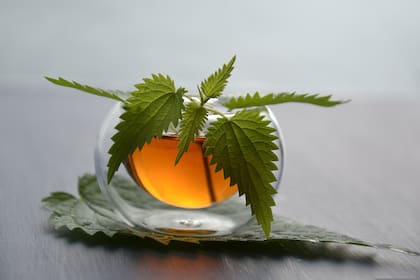 La ortiga es rica en vitaminas A, C, D y K