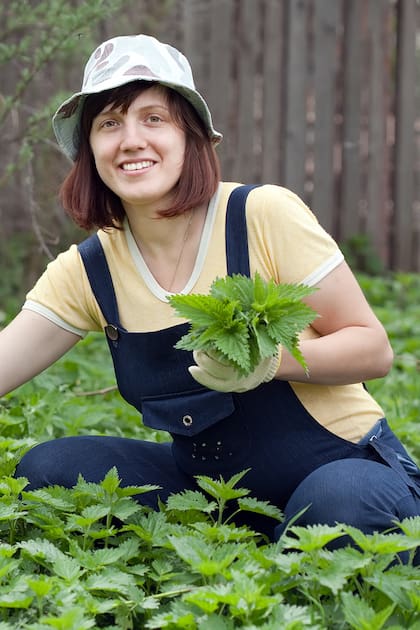 La ortiga es una hierba con múltiples beneficios. Para cosecharla es importante usar guantes o una pinza y así evitar que produzca irritación en la piel.
