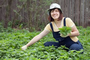 La ortiga es una hierba con múltiples beneficios. Para cosecharla es importante usar guantes o una pinza y así evitar que produzca irritación en la piel.