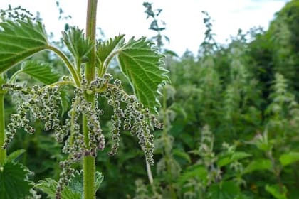 La ortiga y el romero para un cabello radiante