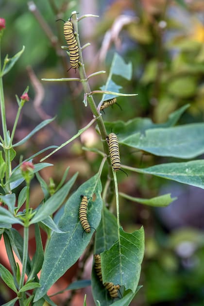 La oruga de la popular Monarca del Sur (Danaus erippus) depende de especies como la asclepia melífera (Asclepias mellodora) y el tasi o doca (Oxypetalum solanoides)