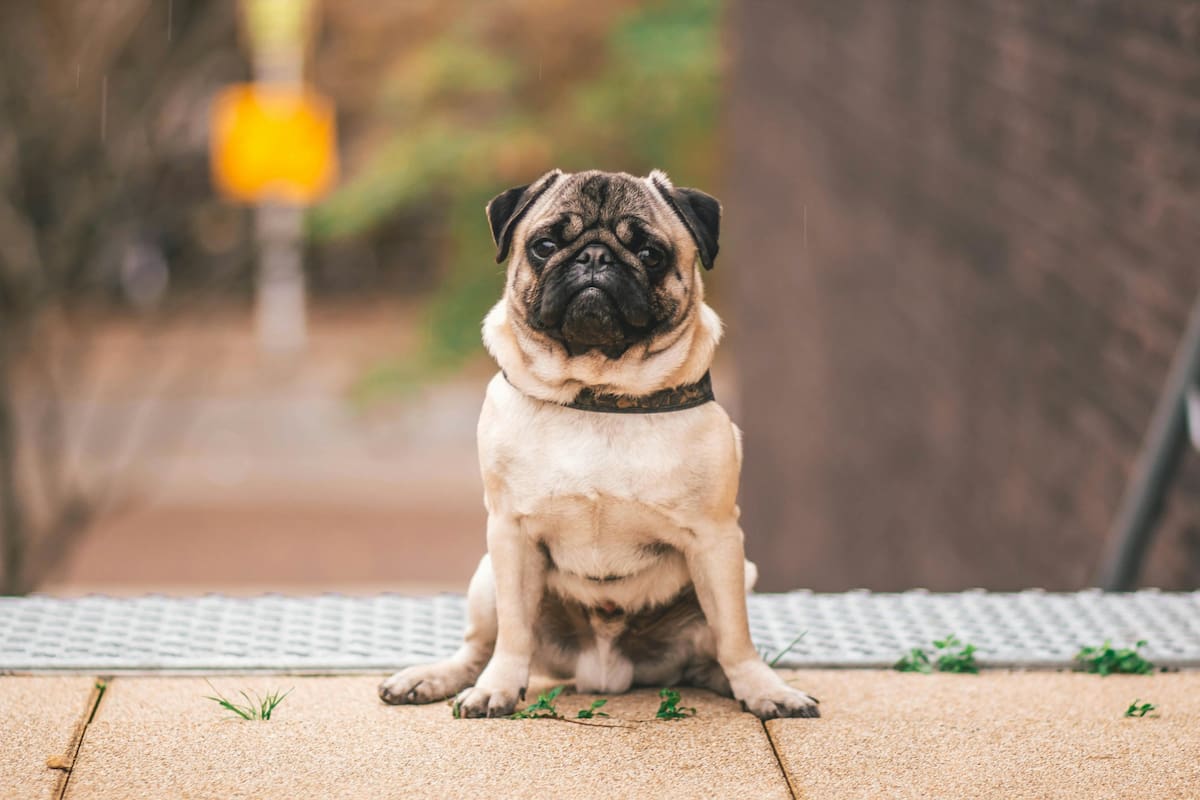 La oruga procesionaria es uno de los insectos más peligrosos para los perros