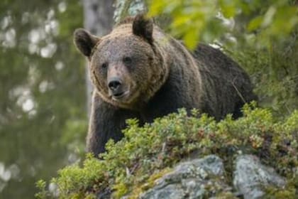 La osa fue ejecutada