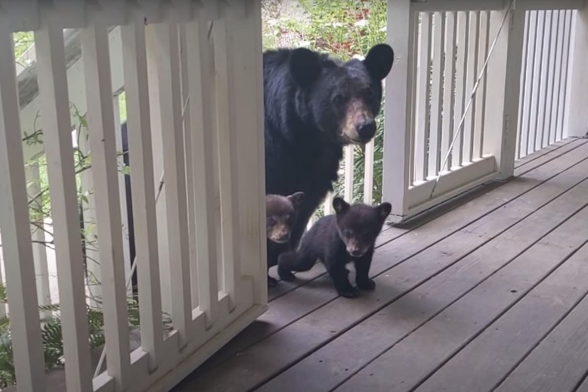 La osa regresa frecuentemente a la casa de este hombre (Foto: YouTube Patrick Conley)