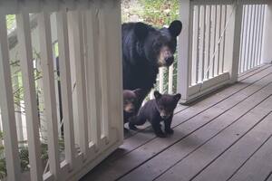 La osa regresa frecuentemente a la casa de este hombre (Foto: YouTube Patrick Conley)