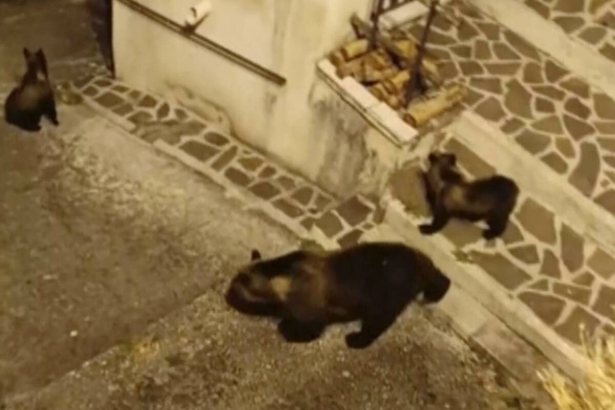 La osa y sus dos cachorros, de paseo en Italia