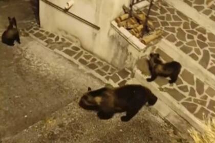 La osa y sus dos cachorros, de paseo en Italia