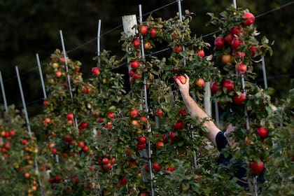 La otra actividad que mostró un retroceso fue la de peras y manzanas, que pasó de verde a amarillo