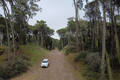 La zona es un gran bosque