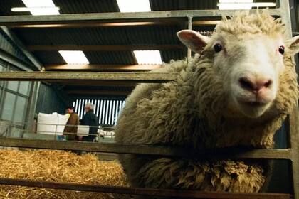 La oveja Dolly se convirtió en el primer mamífero clonado cuando nació en 1996