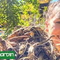 Qué es, cómo se cultiva y por qué los chefs lo consideran el nuevo superalimento